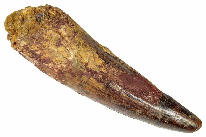 Fossil Spinosaurus Tooth - Real Dinosaur Tooth #346290
